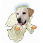 Angelsdog