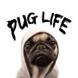 Pug_in_a_Tub