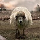Sheepmaster
