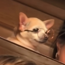 TheRealChikn