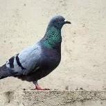 Papamid