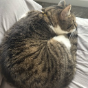 Tekkat