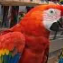 Parrot
