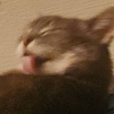 zFrench